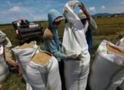 Usai Hadapi Banjir dan Persoalan Irigasi, Petani Meurah Mulia Kembali Dihantam Harga Gabah Turun