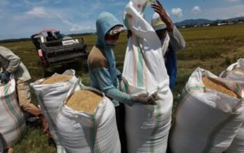 Usai Hadapi Banjir dan Persoalan Irigasi, Petani Meurah Mulia Kembali Dihantam Harga Gabah Turun
